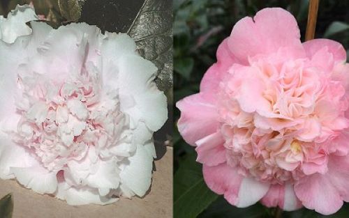 LOOK AGAIN*** *Bicolor Bloom Camellia Japonica-Live Starter Plant