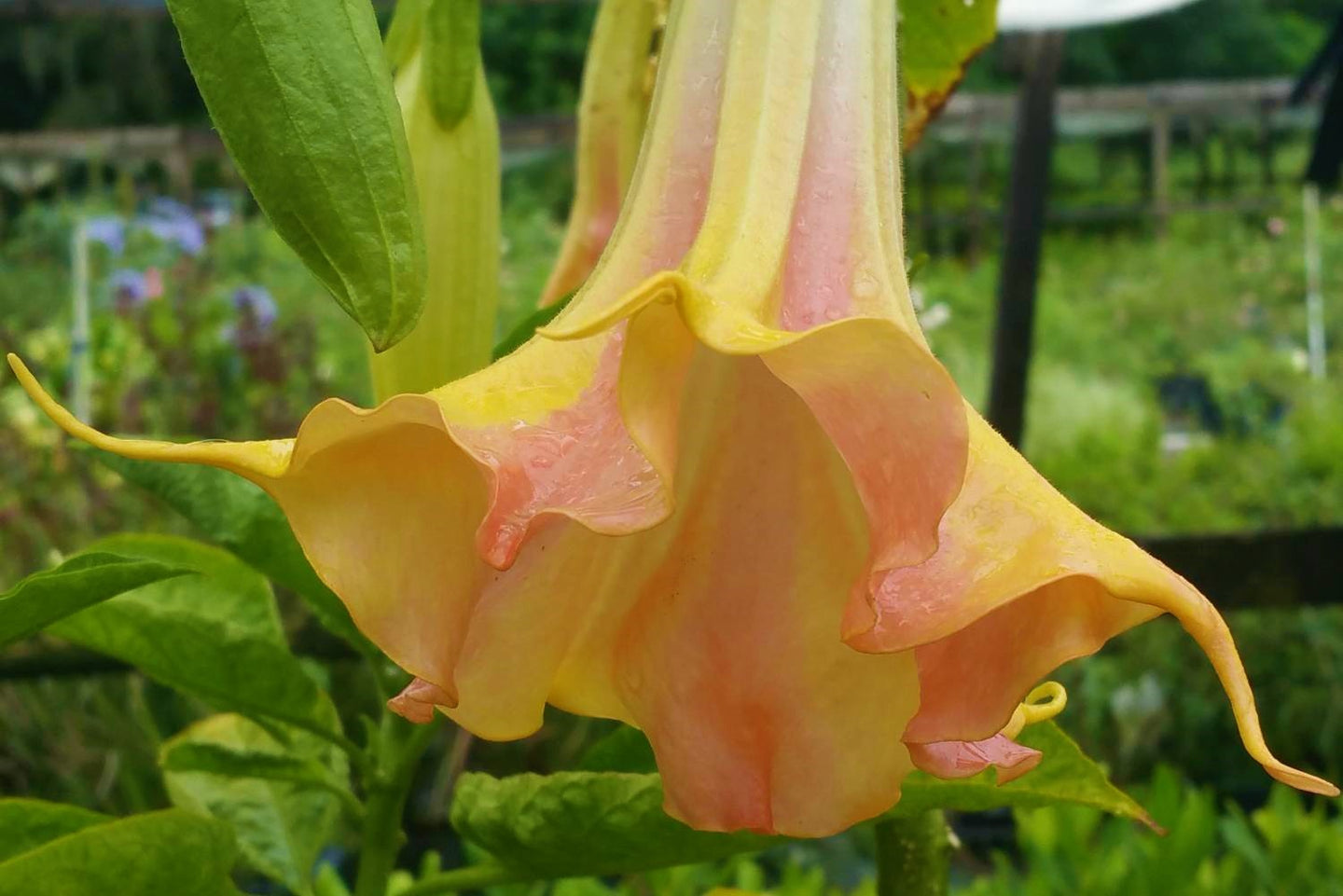 MANGO CRUSH**Brugmansia Angels Trumpet Plant**Large Yellow/Orange Bloom