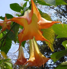 Load image into Gallery viewer, MANGO CRUSH**Brugmansia Angels Trumpet Plant**Large Yellow/Orange Bloom
