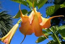 Load image into Gallery viewer, MANGO CRUSH**Brugmansia Angels Trumpet Plant**Large Yellow/Orange Bloom
