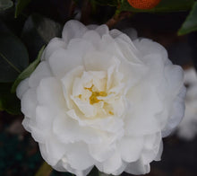 Load image into Gallery viewer, MINE-NO-YUKI** *Bicolor Bloom Camellia Japonica-Live Starter Plant
