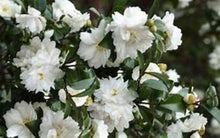 Load image into Gallery viewer, MINE-NO-YUKI** *Bicolor Bloom Camellia Japonica-Live Starter Plant
