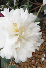 Load image into Gallery viewer, MINE-NO-YUKI** *Bicolor Bloom Camellia Japonica-Live Starter Plant
