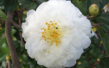 Load image into Gallery viewer, MINE-NO-YUKI** *Bicolor Bloom Camellia Japonica-Live Starter Plant
