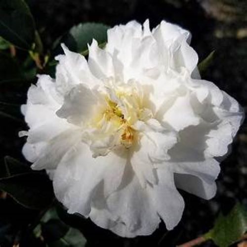 MINE-NO-YUKI** *Bicolor Bloom Camellia Japonica-Live Starter Plant