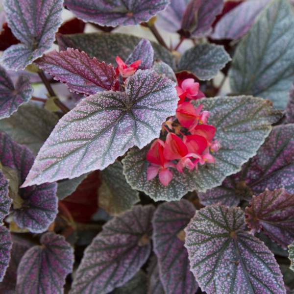 ***MISS MUMMY*** Angel Wing Begonia Rooted Starter Plant