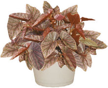 Load image into Gallery viewer, ***MISS MUMMY*** Angel Wing Begonia Rooted Starter Plant
