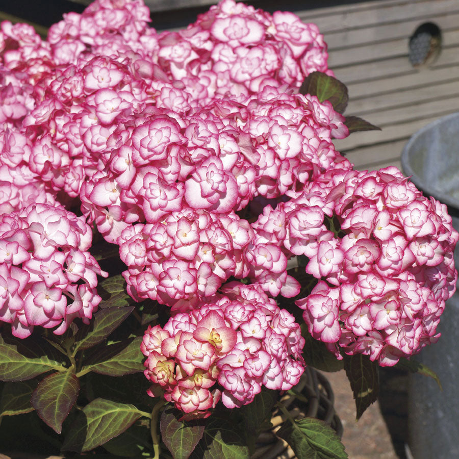 MISS SAURI**Hydrangea Starter Plant**Deep Pink Edges with White Center