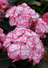 Load image into Gallery viewer, MISS SAURI**Hydrangea Starter Plant**Deep Pink Edges with White Center
