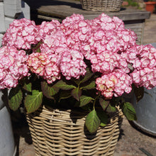 Load image into Gallery viewer, MISS SAURI**Hydrangea Starter Plant**Deep Pink Edges with White Center
