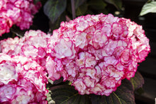 Load image into Gallery viewer, MISS SAURI**Hydrangea Starter Plant**Deep Pink Edges with White Center
