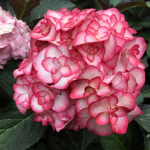 Load image into Gallery viewer, MISS SAURI**Hydrangea Starter Plant**Deep Pink Edges with White Center
