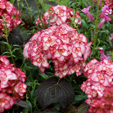 Load image into Gallery viewer, MISS SAURI**Hydrangea Starter Plant**Deep Pink Edges with White Center
