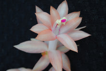 Load image into Gallery viewer, ***Moon Beam*** Christmas Cactus Schlumbergera Starter Plant
