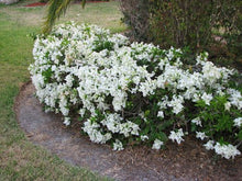 Load image into Gallery viewer, **MS ALICE** Live Bougainvillea Well Rooted Starter Plant
