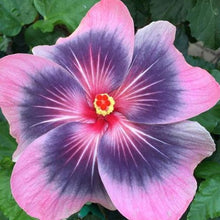 Load image into Gallery viewer, ***MIDNIGHT TRYST*** Small Rooted Exotic Tropical Hibiscus Starter Plant***AKA Fancy Hibiscus
