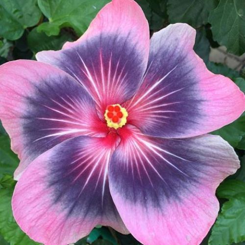 ***MIDNIGHT TRYST*** Small Rooted Exotic Tropical Hibiscus Starter Plant***AKA Fancy Hibiscus