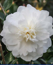 Load image into Gallery viewer, MINE-NO-YUKI** *Bicolor Bloom Camellia Japonica-Live Starter Plant
