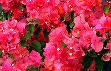 Load image into Gallery viewer, **MISS MANILLA** Live Bougainvillea Well Rooted Starter Plant
