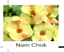 Load image into Gallery viewer, ~~NAM CHOK~~Crown Of Thorns-Euphorbia Milii~~CHRIST PLANT~~STARTER PLANT
