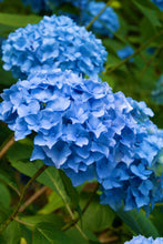 Load image into Gallery viewer, ***MERRITT&#39;S SUPREME*** Hydrangea Macrophylla Starter Plant
