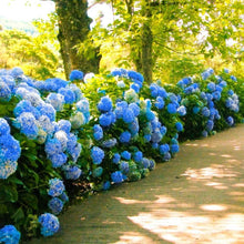 Load image into Gallery viewer, ***SNOW QUEEN*** Hydrangea Macrophylla Starter Plant
