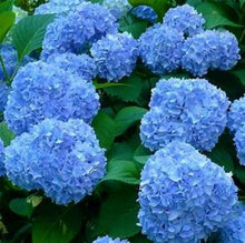 Load image into Gallery viewer, ***SNOW QUEEN*** Hydrangea Macrophylla Starter Plant
