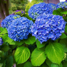 Load image into Gallery viewer, ***SNOW QUEEN*** Hydrangea Macrophylla Starter Plant
