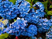 Load image into Gallery viewer, ***SNOW QUEEN*** Hydrangea Macrophylla Starter Plant
