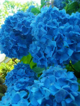 Load image into Gallery viewer, ***MERRITT&#39;S SUPREME*** Hydrangea Macrophylla Starter Plant
