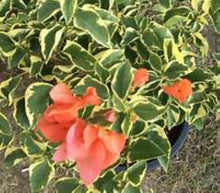 Load image into Gallery viewer, **ORANGE ICE** Live Bougainvillea Well Rooted Starter Plant
