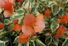 Load image into Gallery viewer, **ORANGE ICE** Live Bougainvillea Well Rooted Starter Plant
