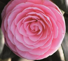 Load image into Gallery viewer, PEARL MAXWELL**** Bicolor Bloom Camellia Japonica-Live Starter Plant
