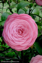 Load image into Gallery viewer, PEARL MAXWELL**** Bicolor Bloom Camellia Japonica-Live Starter Plant
