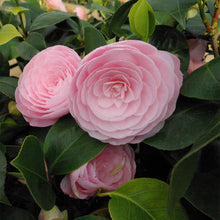 Load image into Gallery viewer, PEARL MAXWELL**** Bicolor Bloom Camellia Japonica-Live Starter Plant
