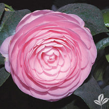 Load image into Gallery viewer, PEARL MAXWELL**** Bicolor Bloom Camellia Japonica-Live Starter Plant
