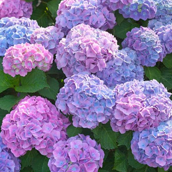 PENNY MAC**Hydrangea Starter Plant**Deep Violet to Deep RED**