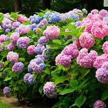 Load image into Gallery viewer, PENNY MAC**Hydrangea Starter Plant**Deep Violet to Deep RED**
