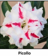 Load image into Gallery viewer, ~~PICOLLO~~Grafted Adenium Obesum Desert Rose Plant
