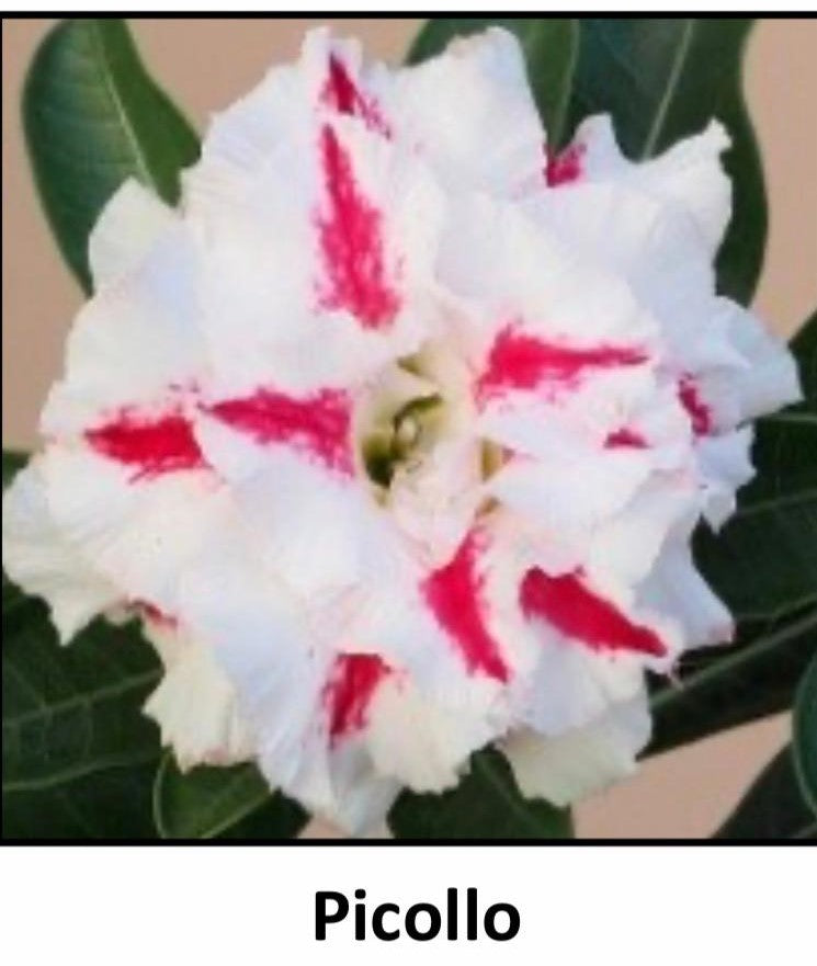 ~~PICOLLO~~Grafted Adenium Obesum Desert Rose Plant