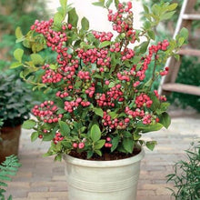 Load image into Gallery viewer, ***Pink Lemonade Blueberry Bush*** Vaccinum *Starter Plant* **Hot Pink Berries**
