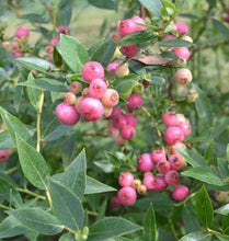 Load image into Gallery viewer, ***Pink Lemonade Blueberry Bush*** Vaccinum *Starter Plant* **Hot Pink Berries**
