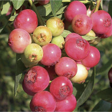 Load image into Gallery viewer, ***Pink Lemonade Blueberry Bush*** Vaccinum *Starter Plant* **Hot Pink Berries**
