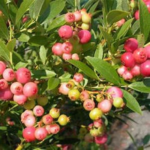 Load image into Gallery viewer, ***Pink Lemonade Blueberry Bush*** Vaccinum *Starter Plant* **Hot Pink Berries**
