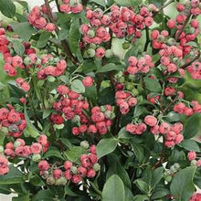 Load image into Gallery viewer, ***Pink Lemonade Blueberry Bush*** Vaccinum *Starter Plant* **Hot Pink Berries**
