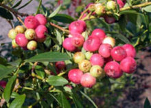 Load image into Gallery viewer, ***Pink Lemonade Blueberry Bush*** Vaccinum *Starter Plant* **Hot Pink Berries**
