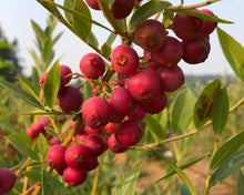 Load image into Gallery viewer, ***Pink Lemonade Blueberry Bush*** Vaccinum *Starter Plant* **Hot Pink Berries**
