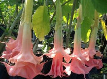 Load image into Gallery viewer, *PINK PERFECTION** Brugmansia Angels Trumpet Plant* Fragrant Double Pink Bloom
