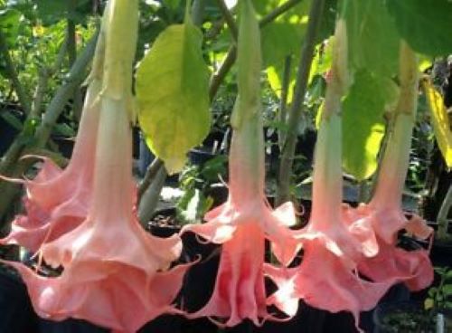 *PINK PERFECTION** Brugmansia Angels Trumpet Plant* Fragrant Double Pink Bloom
