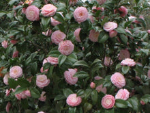 Load image into Gallery viewer, ***SNOW CHAN*** Camellia Japonica-Live Starter Plant
